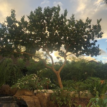 Noe - Gorgeous garden view - Italian Near Me - Kapolei, Hawaii Noe - Gorgeous garden view - Italian Near Me - Kapolei, Hawaii