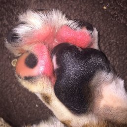 All 4 of my dogs paws look like this. This is unacceptable.