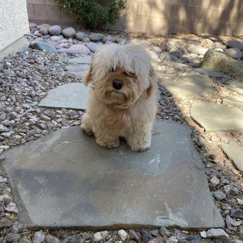 D-Tails Pet Spa - I asked to keep some length but they didn't even trim her face - Pet Groomers Near Me - Las Vegas, Nevada D-Tails Pet Spa - I asked to keep some length but they didn't even trim her face - Pet Groomers Near Me - Las Vegas, Nevada