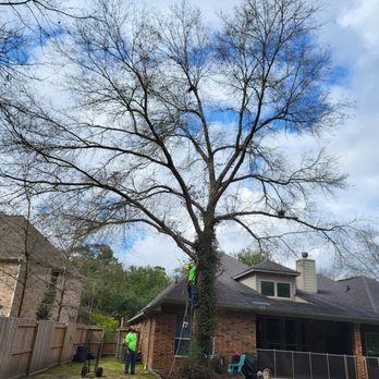 Perfectly Trimmed Palms - Tree Services Near Me - Conroe,, Texas