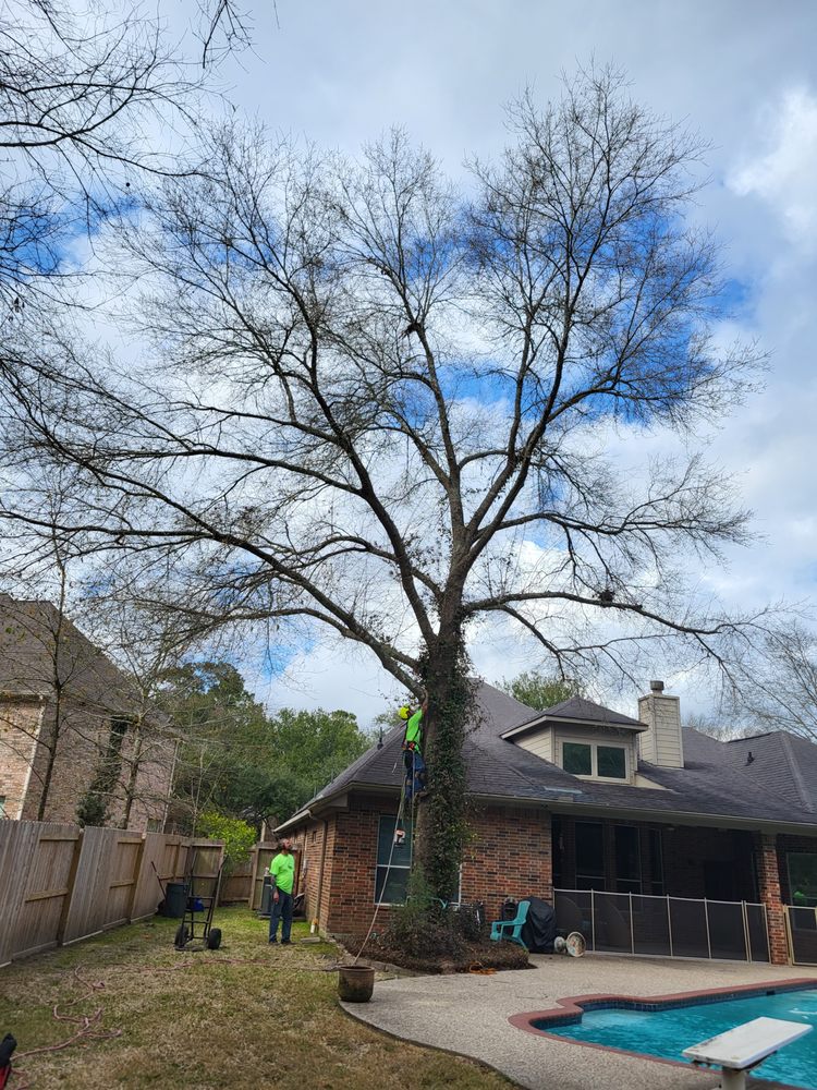 Perfectly Trimmed Palms - tree service in Conroe,, TX