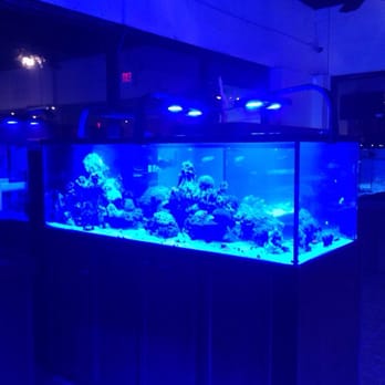 Fishy Bizness - A tank - Pet Stores Near Me - Tucson, Arizona Fishy Bizness - A tank - Pet Stores Near Me - Tucson, Arizona