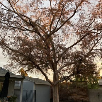 Arizona Tree Team | Phoenix Tree Removal | Trimming - Tree Services Near Me - Phoenix, Arizona