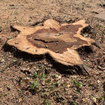 Robert's Tree Service - a cut of a tree - Tree Services Near Me Robert's Tree Service - a cut of a tree - Tree Services Near Me