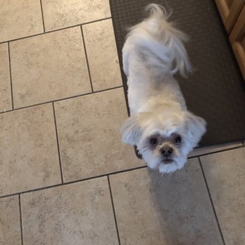 Bella's Express Grooming - Pet Groomers Near Me