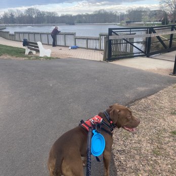 Roosevelt County Park - Dog enjoying the walk along with the weather ! - Parks Near Me - Edison, New Jersey