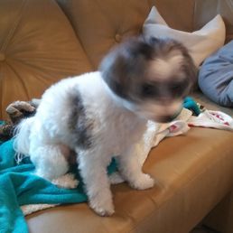 Radar is perfectly groomed. Radar is perfectly groomed.