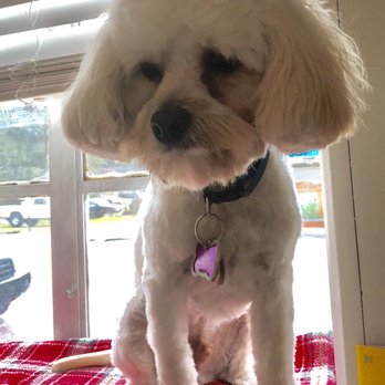 Pooch Parlor - After the appointment he smells good and is happy - Pet Groomers Near Me - Moncks Corner, South Carolina