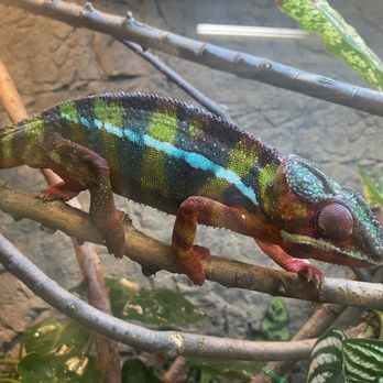 Abilene Zoo - chameleon - Zoos Near Me - Abilene, Texas