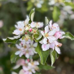 Veggielution - Apple tree blossoms