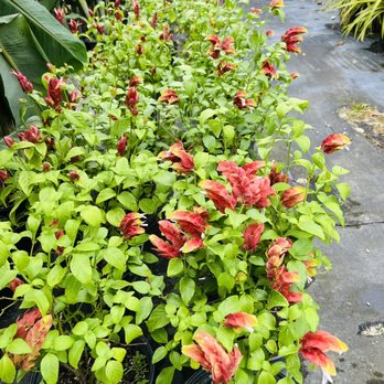 Excelsa Gardens Nursery - Nurseries & Gardening Near Me - Loxahatchee, Florida