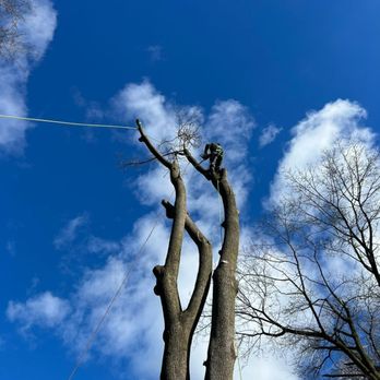 Diaz Tree Service & Landscaping - Tree Services Near Me Diaz Tree Service & Landscaping - Tree Services Near Me