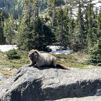 Mt Rainier - This is one of Margo's cousins, her name is Maggie - Climbing Near Me Mt Rainier - This is one of Margo's cousins, her name is Maggie - Climbing Near Me