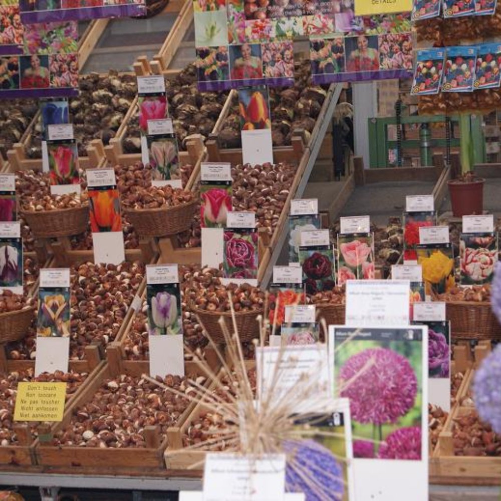 Bloemenmarkt - Flowers Market Assortment - Florists Near Me - Amsterdam, New Hampshire