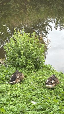 voco Oxford Thames by IHG by null