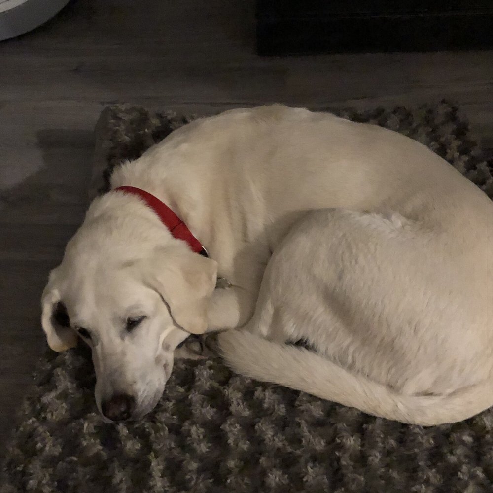 Arcadia Pet Sitting - My dog Lily who adores Wendy and Mike. - Dog Walkers Near Me Arcadia Pet Sitting - My dog Lily who adores Wendy and Mike. - Dog Walkers Near Me