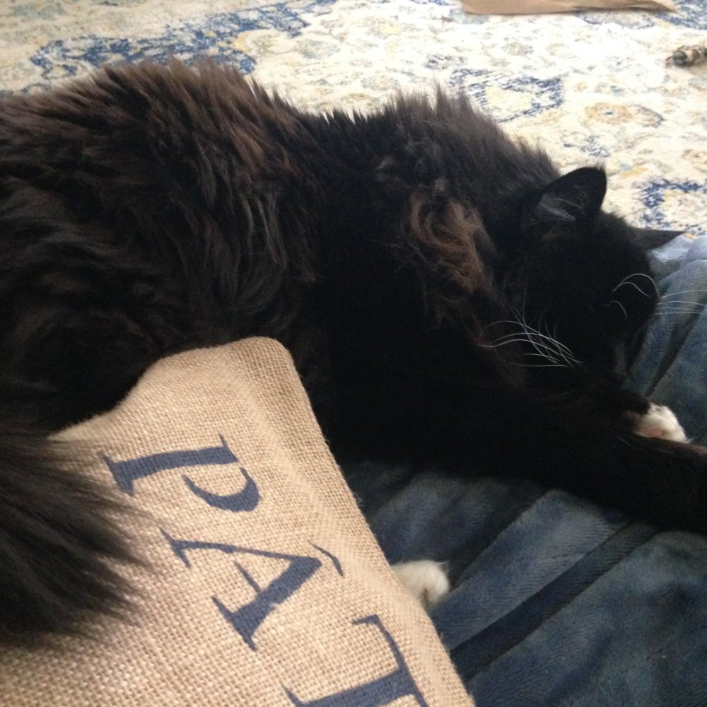 Ollie's Pet Sitting - Pet Sitting Near Me - Round Rock, Texas Ollie's Pet Sitting - Pet Sitting Near Me - Round Rock, Texas