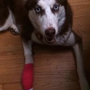 Metropolitan Veterinary Center - Laika feeling much better after visiting Metro Vet! - Veterinarians Near Me - Chicago, Illinois Metropolitan Veterinary Center - Laika feeling much better after visiting Metro Vet! - Veterinarians Near Me - Chicago, Illinois