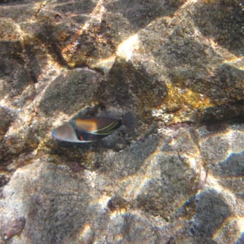 Kealakekua Bay - taken with Canon D10 waterproof camera - Beaches Near Me Kealakekua Bay - taken with Canon D10 waterproof camera - Beaches Near Me