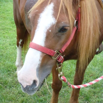 Stone Eagle Stables - Horseback Riding Near Me - Hanover, Maryland