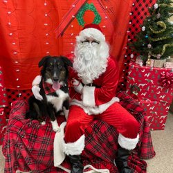 PICKLE! Came from a puppy mill in Alabama. Nervous and extremely aggressive towards men. The picture is how he doing today. Says it all :)