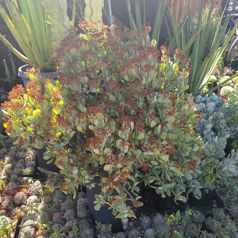 California Cactus Ranch - Nurseries & Gardening Near Me - Reseda, California California Cactus Ranch - Nurseries & Gardening Near Me - Reseda, California