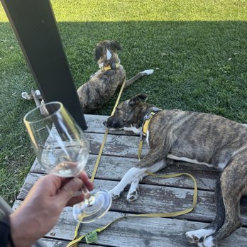 Parr - Dog friendly setting with plenty of room to sprawl - Wine Tasting Room Near Me - Cambria, California