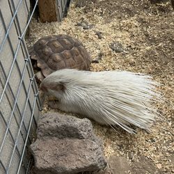 Gramma Roses Petting Zoo