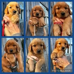 Jancek Farm - AKC Dark red golden puppies 2023