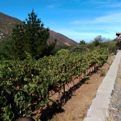 Casa Encinares - The winery