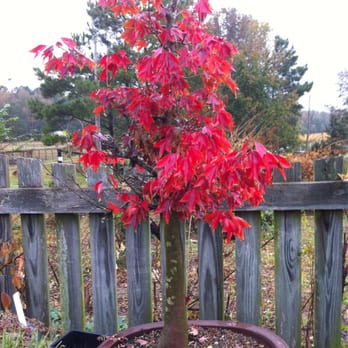 MATSU MOMIJI BONSAI NURSERY - Updated August 2025 - 7520