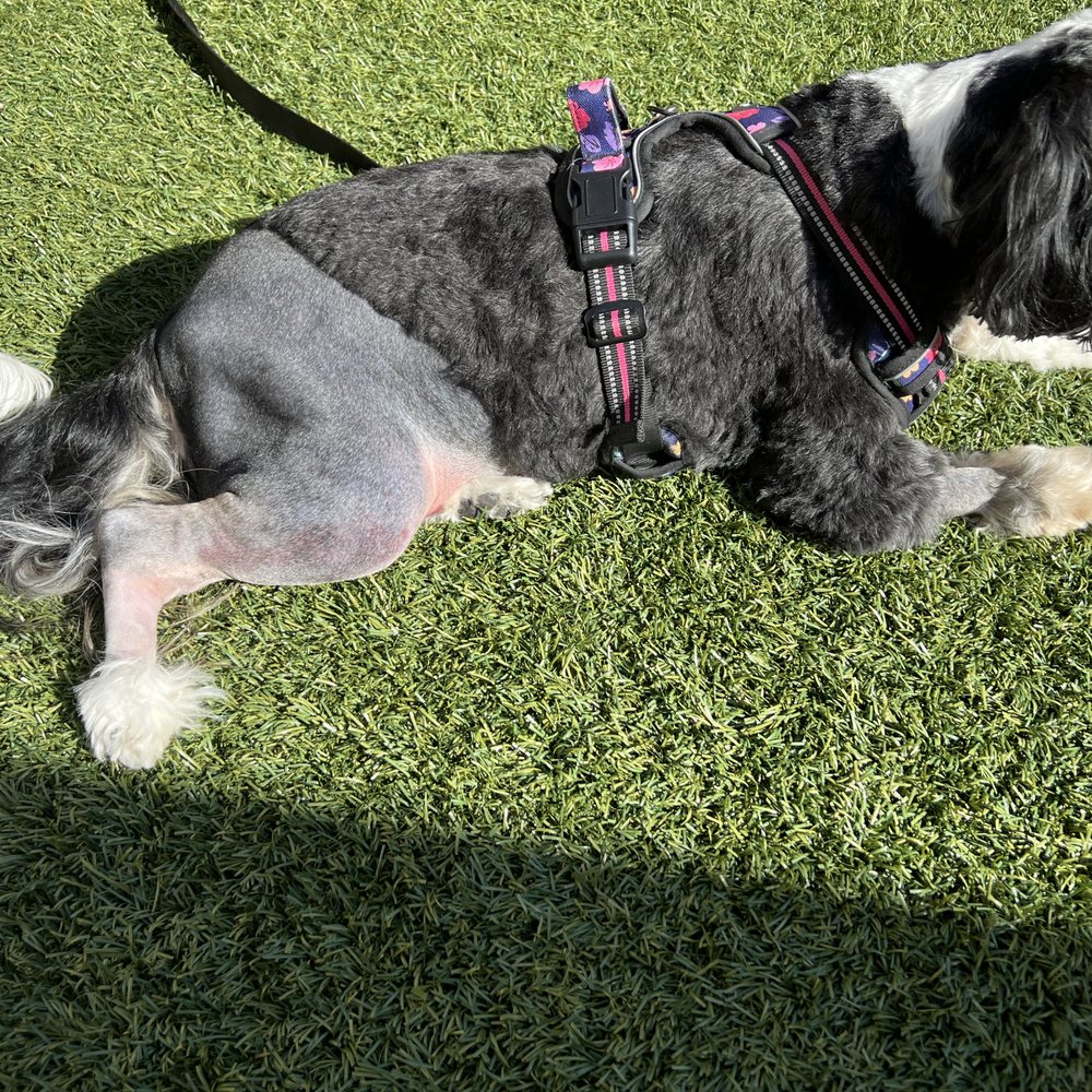 Xena after Tribial Plateau Leveling Osteotomy (TPLO) surgery.