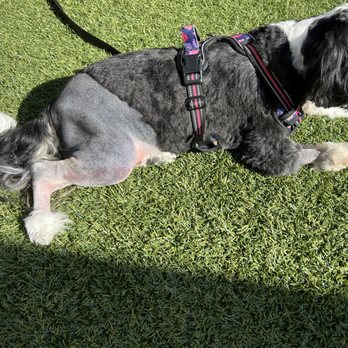 Beacon Veterinary Specialists - Xena after Tribial Plateau Leveling Osteotomy (TPLO) surgery. - Veterinarians Near Me - Fremont, California Beacon Veterinary Specialists - Xena after Tribial Plateau Leveling Osteotomy (TPLO) surgery. - Veterinarians Near Me - Fremont, California