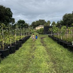 Quality Tropical Trees