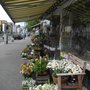 Photo of Blumen Dornröschen