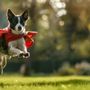Photo of Super Dog - Daycare and Boarding