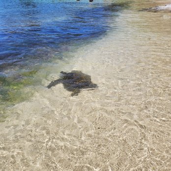 Hawaii Turtle Tours - Turtle Bay - Tours Near Me - Honolulu, Hawaii