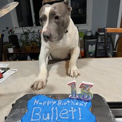 Reeses Barkery & Pawtique - Bullet' 13th Birthday!