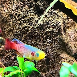 Wheeler Fish Care - Professional fish tank cleaning and maintenance services for both residential and commercial clients- the best in Dallas- get a free quote!