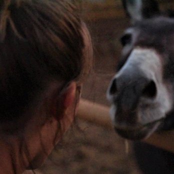 The Wild Horse Sanctuary - Museums Near Me - Shingletown, California