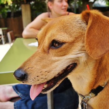 Hotel San José - Dog friendly - Hotels Near Me - Austin, Texas Hotel San José - Dog friendly - Hotels Near Me - Austin, Texas