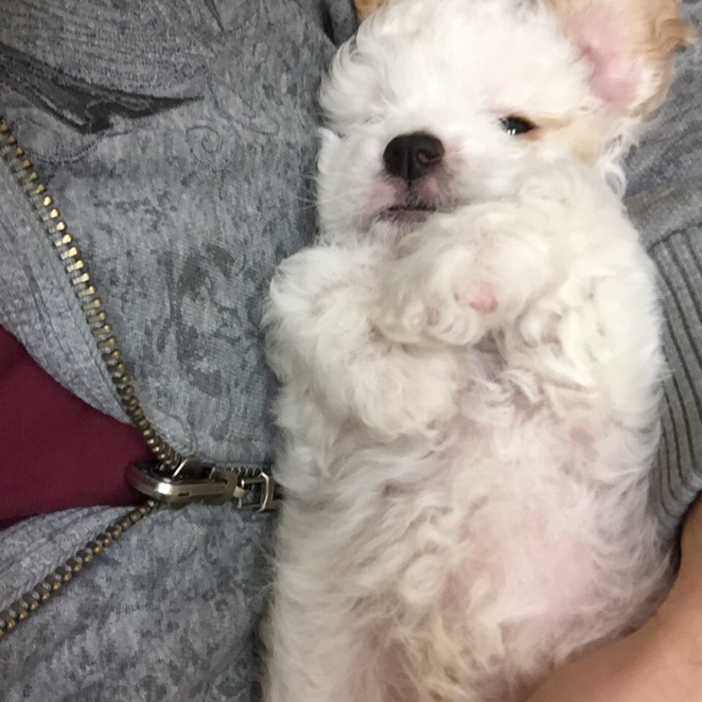 Pets R Us - Ollie hiding from paparazzi - Pet Sitting Near Me - Glendale, California Pets R Us - Ollie hiding from paparazzi - Pet Sitting Near Me - Glendale, California