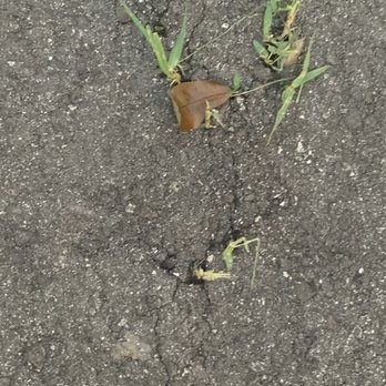 Asphalt Maintenance - Weeds thru pavement - Masonry/Concrete Near Me - Bradenton, Florida
