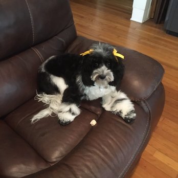 PetSmart - Groomed puppy - Pet Training Near Me - Tampa, Florida PetSmart - Groomed puppy - Pet Training Near Me - Tampa, Florida