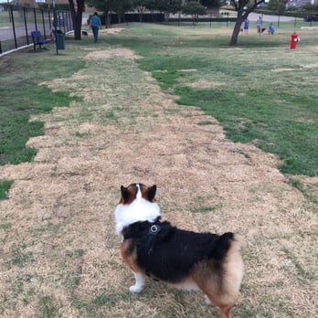 Rosemeade Dog Park - Baobao the corgi at the new Carrollton dog park! - Dog Parks Near Me - Carrollton, Texas Rosemeade Dog Park - Baobao the corgi at the new Carrollton dog park! - Dog Parks Near Me - Carrollton, Texas