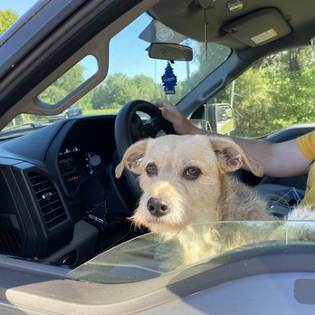New Sentry K9 - Rocky before his stay. - Pet Training Near Me - Brooksville, Florida New Sentry K9 - Rocky before his stay. - Pet Training Near Me - Brooksville, Florida