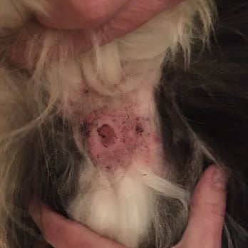 PetSmart - Large skin infection caused by pet hotel. - Pet Stores Near Me - San Jose, California PetSmart - Large skin infection caused by pet hotel. - Pet Stores Near Me - San Jose, California
