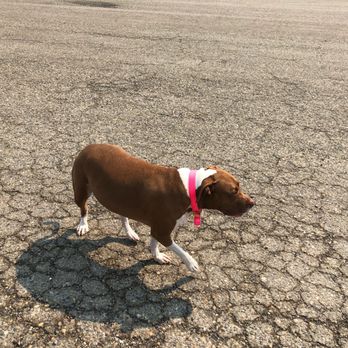A.K. Hares, M.D - My Dad keeps making fun of my shadow...says something about it looking like a PiG?! I don't see it?! - Pain Management Near Me - Vancouver, Washington A.K. Hares, M.D - My Dad keeps making fun of my shadow...says something about it looking like a PiG?! I don't see it?! - Pain Management Near Me - Vancouver, Washington