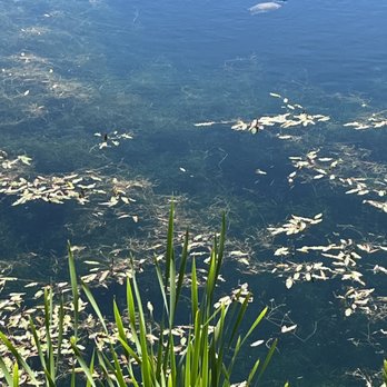 Blue Sky Vineyard - a pond full of water plants - Wineries Near Me - Makanda, Illinois