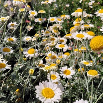 The Garden Company - Anthemis 'Susannah Mitchell', Dyer's Chamomile - Nurseries & Gardening Near Me - Sonora, California The Garden Company - Anthemis 'Susannah Mitchell', Dyer's Chamomile - Nurseries & Gardening Near Me - Sonora, California
